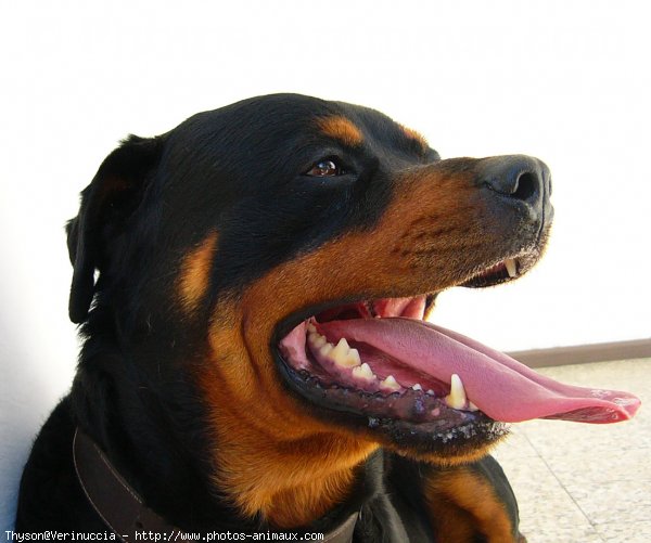 Photo de Rottweiler