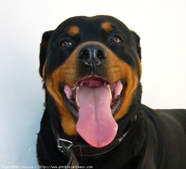 Photo de Rottweiler