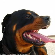 Photo de Rottweiler