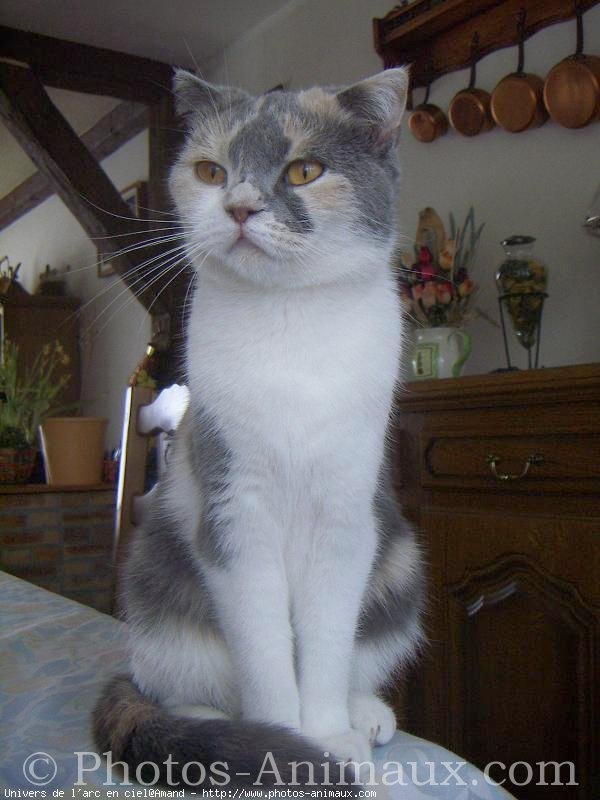 Photo de Scottish fold