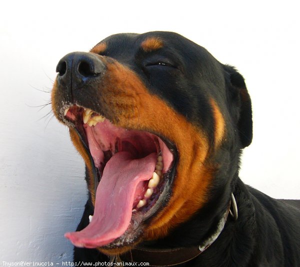 Photo de Rottweiler