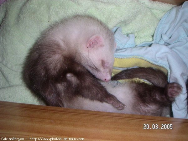 Photo de Furet