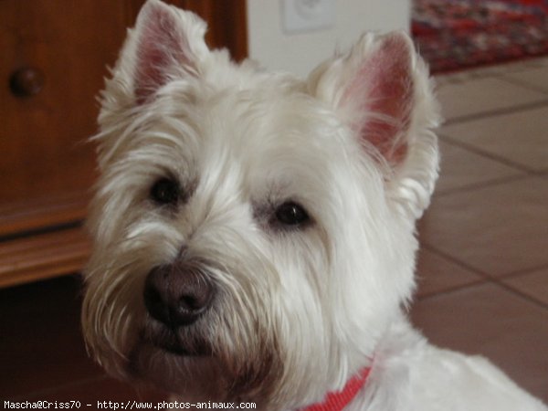 Photo de West highland white terrier