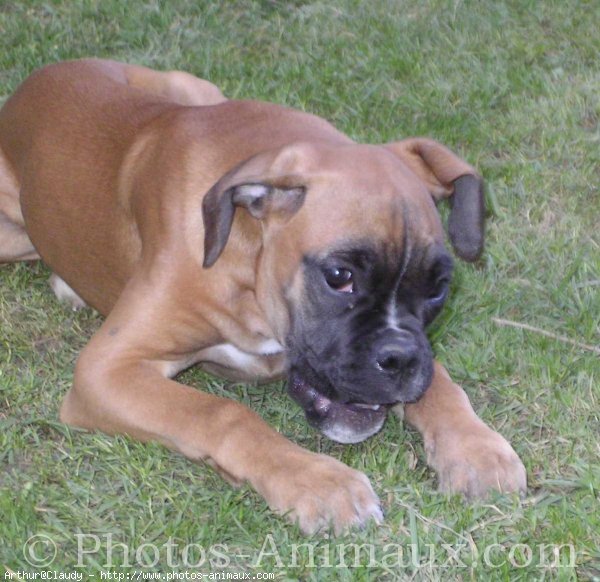 Photo de Boxer