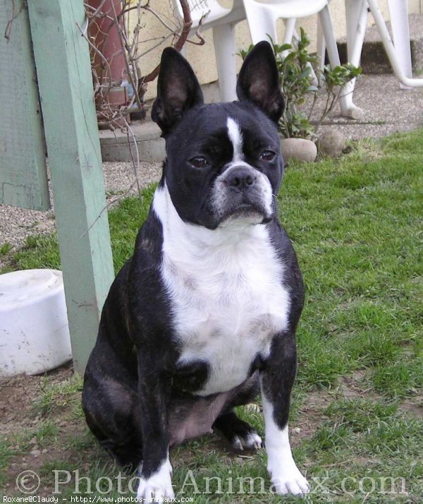 Photo de Boston terrier