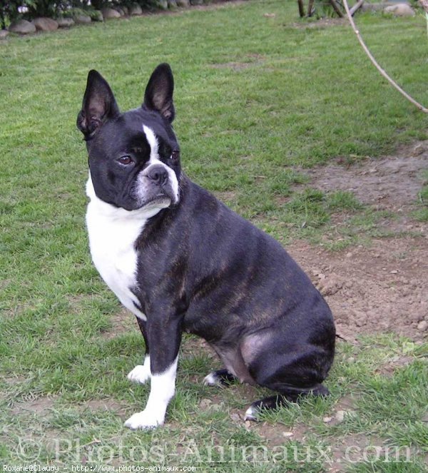 Photo de Boston terrier