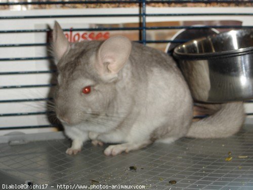 Photo de Chinchilla