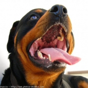 Photo de Rottweiler