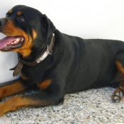 Photo de Rottweiler