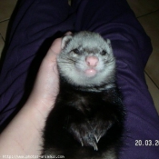 Photo de Furet