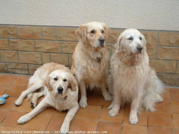 Photo de Golden retriever