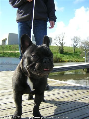 Photo de Bouledogue franais