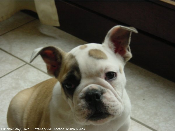 Photo de Bulldog