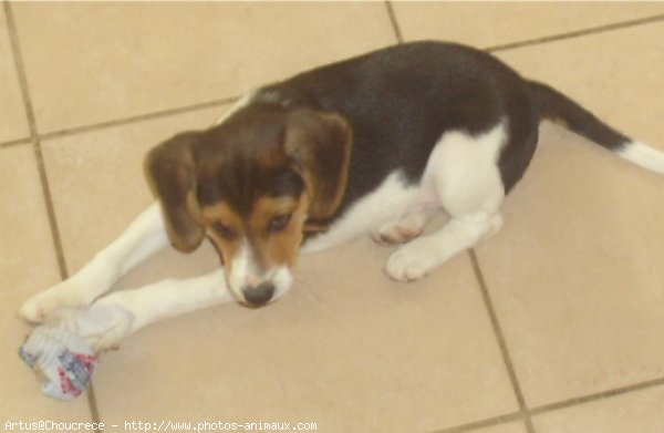 Photo de Beagle