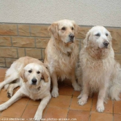 Photo de Golden retriever