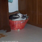 Photo de Chat domestique