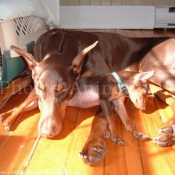 Photo de Dobermann