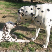 Photo de Dalmatien