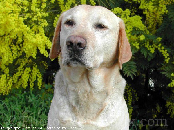 Photo de Labrador retriever