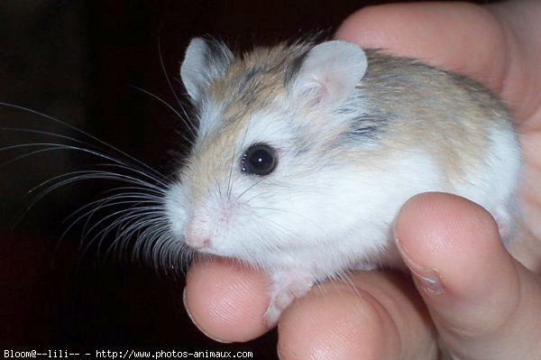 Photo de Hamster