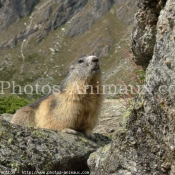 Photo de Marmotte