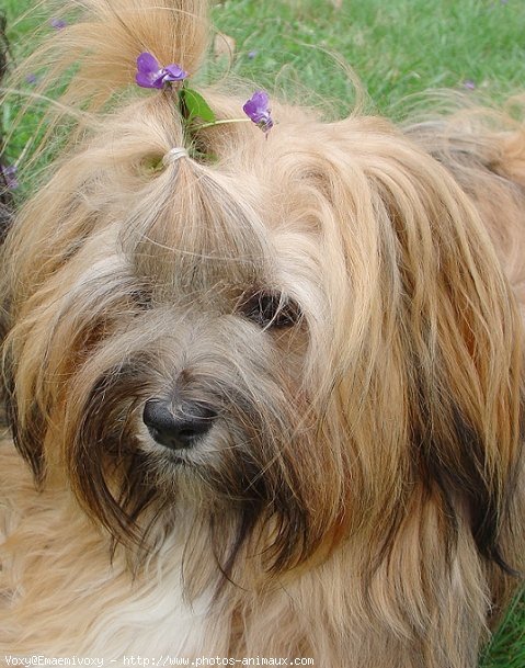 Photo de Lhassa apso