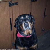 Photo de Rottweiler