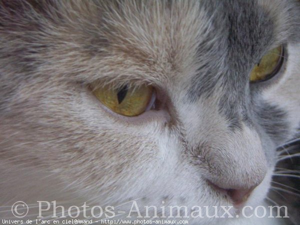 Photo de Scottish fold