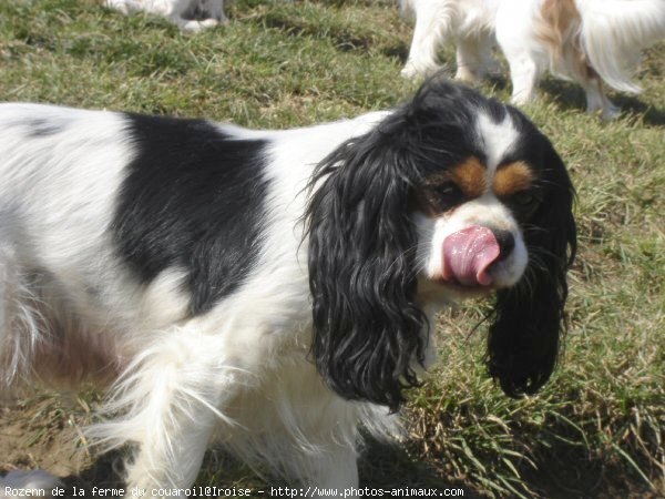 Photo de Cavalier king charles spaniel