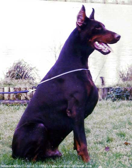 Photo de Dobermann