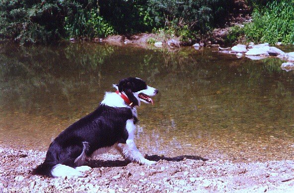 Photo de Border collie