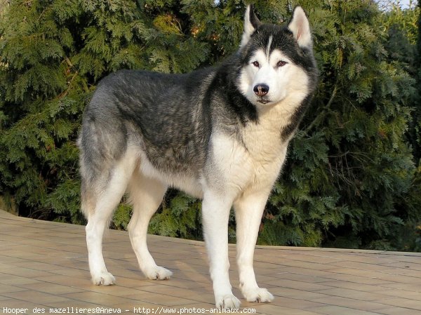 Photo de Husky siberien