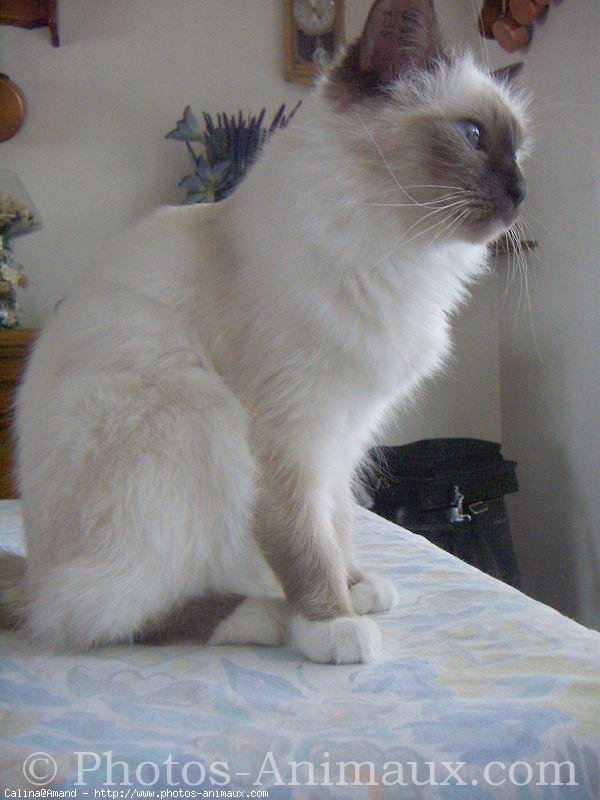 Photo de Sacr de birmanie