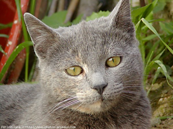 Photo de Chat domestique