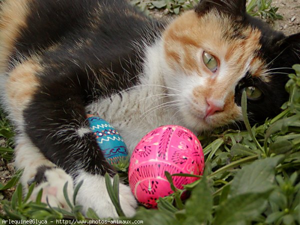 Photo de Chat domestique