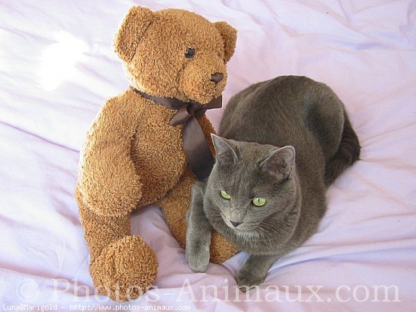 Photo de Chartreux