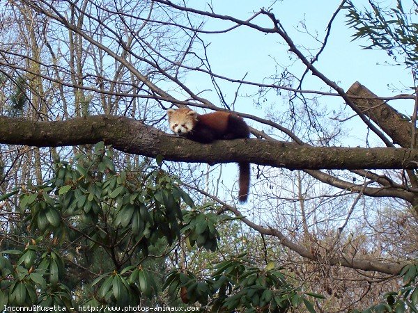 Photo de Panda roux