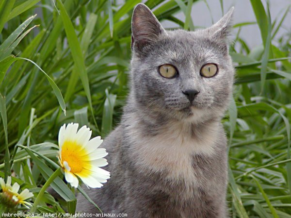 Photo de Chat domestique