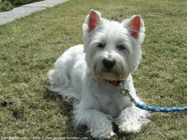 Photo de West highland white terrier