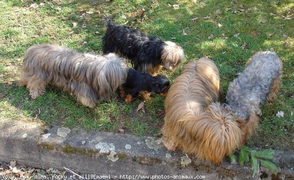 Photo de Races diffrentes