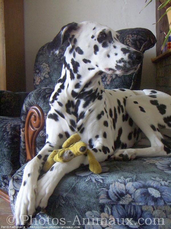 Photo de Dalmatien