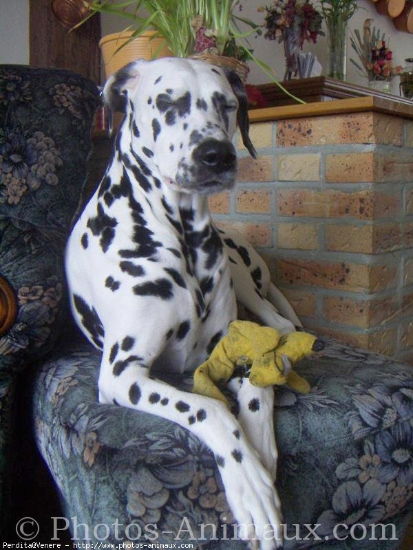 Photo de Dalmatien