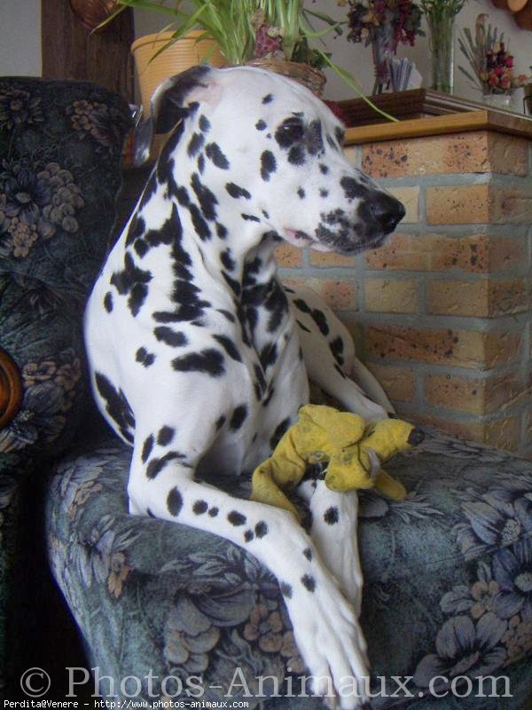 Photo de Dalmatien