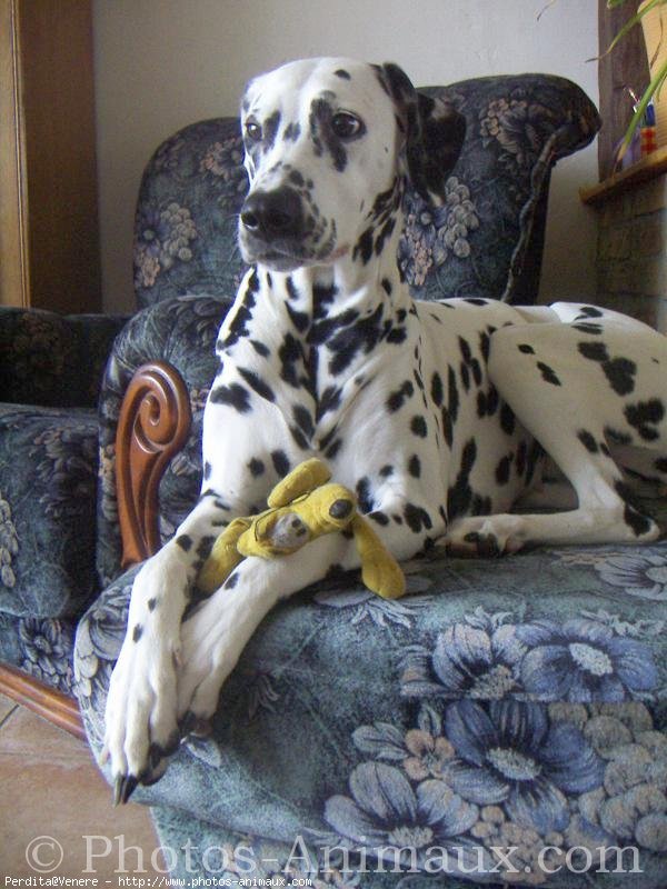 Photo de Dalmatien