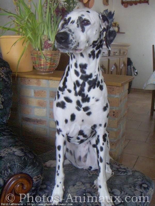 Photo de Dalmatien