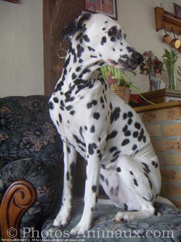 Photo de Dalmatien