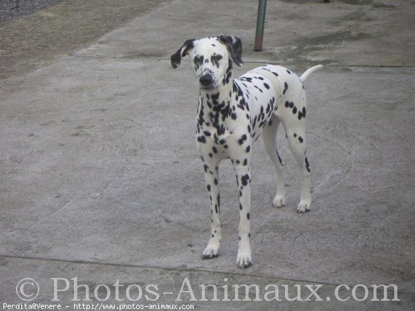 Photo de Dalmatien