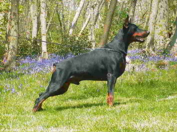 Photo de Dobermann