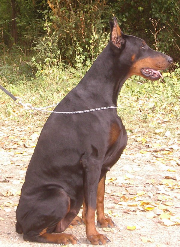 Photo de Dobermann