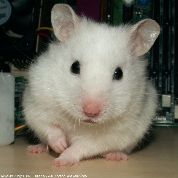 Photo de Hamster